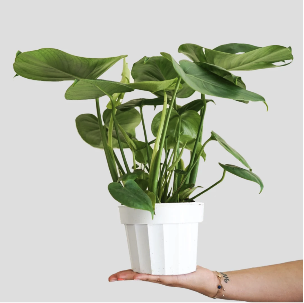 Monstera Deliciosa — THE PLANT CHICA